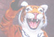 tigerT